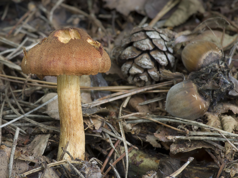 Cortinarius orellanus